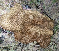 Palythoa tuberculosa