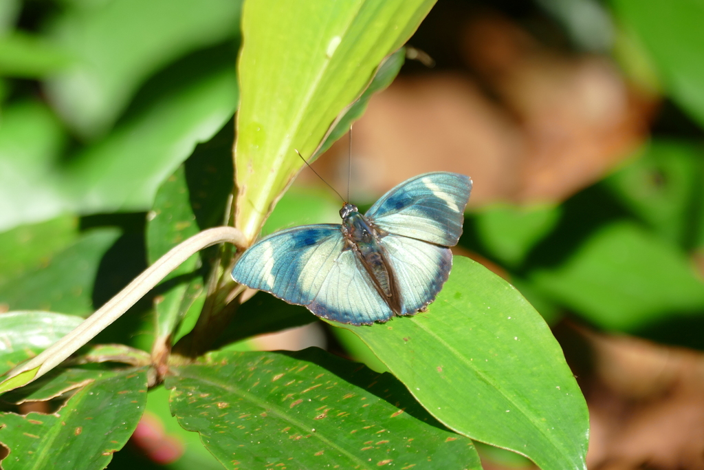 Euphaedra vicina