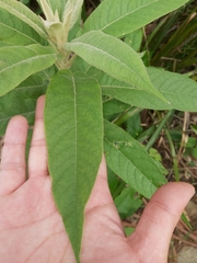 Astrotricha floccosa