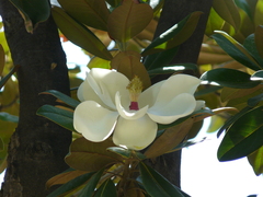 Magnolia grandiflora