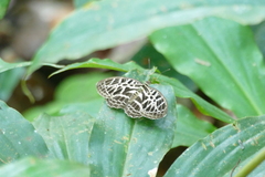 Catuna crithea