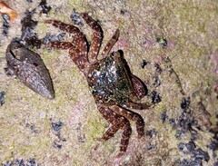 Metopograpsus