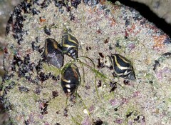 Pictocolumbella ocellata