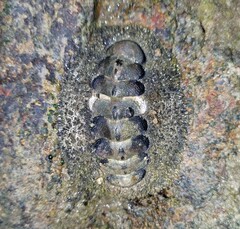 Acanthopleura gemmata