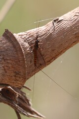 Leptophlebia