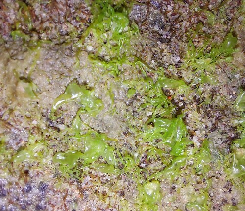 Representative image of Gayraliaceae