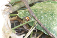 Pseudacraea warburgi