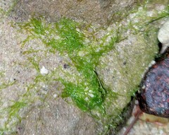 Ulva meridionalis