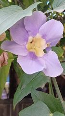Thunbergia grandiflora