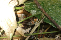 Pseudacraea warburgi