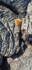 Brachycereus nesioticus