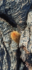 Brachycereus nesioticus