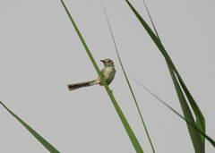 Prinia gracilis
