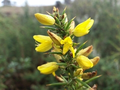Ulex jussiaei