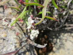 Platysace compressa