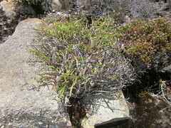 Platysace compressa