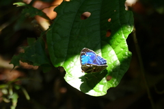 Cynandra opis