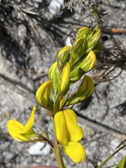 Lebeckia grandiflora