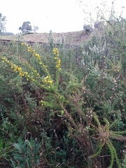 Ulex jussiaei