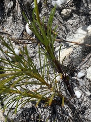 Lebeckia grandiflora