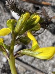 Lebeckia grandiflora