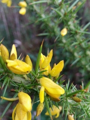 Ulex jussiaei