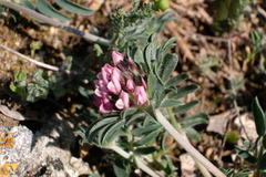 Anthyllis vulneraria rubriflora