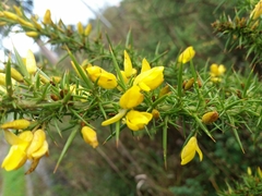 Ulex jussiaei