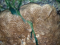 Palythoa tuberculosa