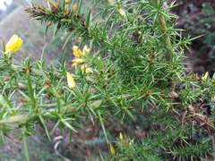 Ulex jussiaei