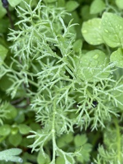 Scandix pecten-veneris