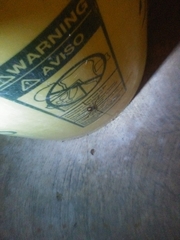 Latrodectus geometricus