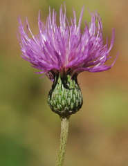 Cirsium monspessulanum