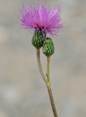 Cirsium monspessulanum