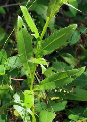 Cirsium monspessulanum