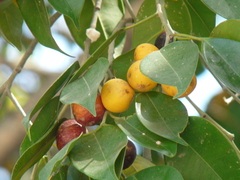 Ficus benjamina nuda