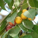Ficus benjamina nuda - Photo (c) Dinesh Valke, some rights reserved (CC BY-SA)