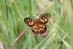 Heteronympha cordace