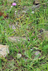 Cirsium monspessulanum
