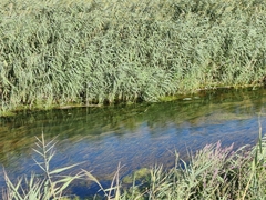 Vallisneria spiralis