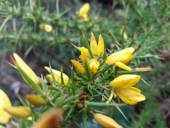 Ulex jussiaei
