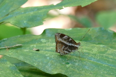 Cynandra opis