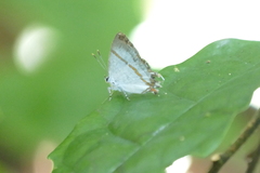 Hypolycaena