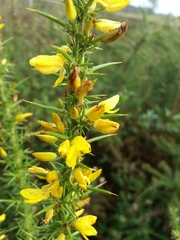 Ulex jussiaei