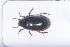 Hydrochara affinis