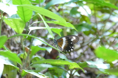 Papilio gallienus