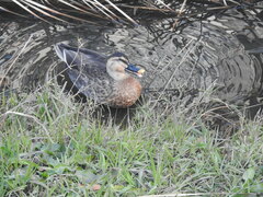 Anas platyrhynchos × zonorhyncha