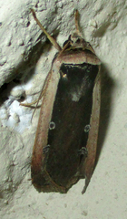 Ochropleura leucogaster