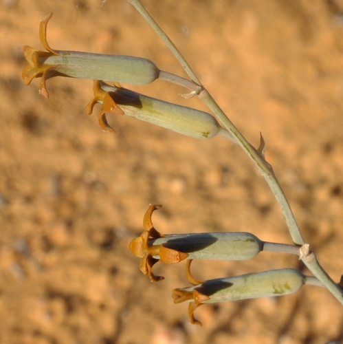 Dipcadi crispum