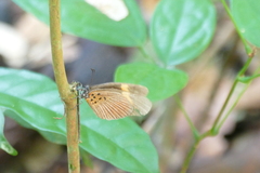 Mimacraea
